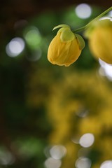 yellow tulips on bokeh background