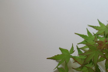 緑のもみじ葉と白背景