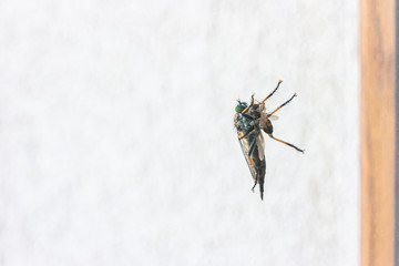 Robber fly perching on window eating small fly