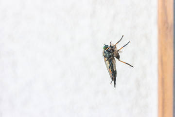 Robber fly perching on window eating small fly - 276157025