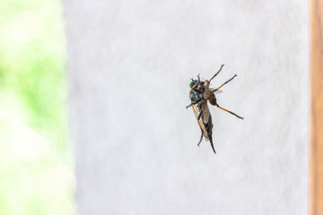 Robber fly perching on window eating small fly - 276157037