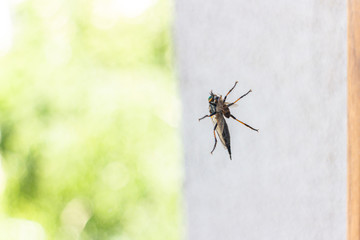 Close-up on robber fly eating bug - 276157062