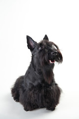 Young scottish terrier on a white background