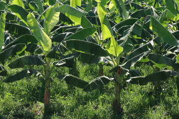 Banana garden is growing up, THAILAND