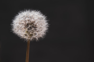 White dandelion on a black background. Copy space. There is a place for text. The concept of nature, freedom, summer