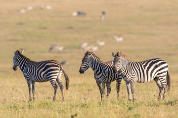 Fototapeta na wymiar Zebras on the savanna in Africa
