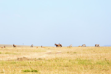Tsessebe and zebras on the savannah