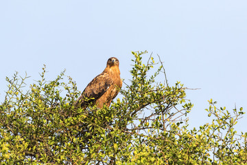 Tawny eagle in a treetop