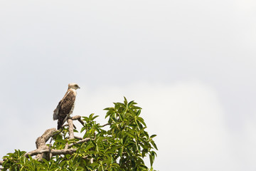 Short toed snake eagle sits in a tree top and scouts