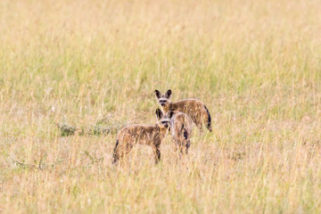 Bat eared fox in the savanna