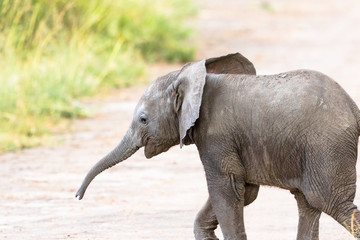 Small elephant calf walking on savanna