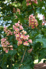 Aesculus x carnea