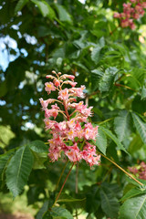 Aesculus x carnea