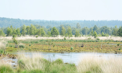 Marshy landscape, nature reserve Hahnenmoor, Germany