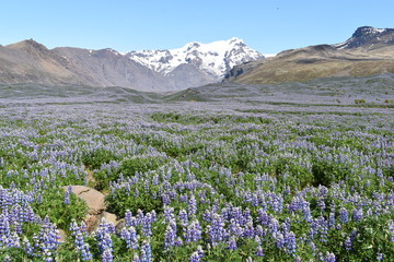 Purple lupins with big mountains in background on the way to the Vatnajökull National Park in Iceland