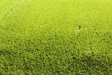 green grass and background