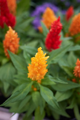 Celosia plumosa
