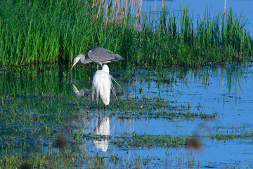 Silberreiher und Graureiher beim Fischfang	