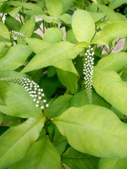 Bush with green leaves in spring in the garden