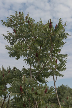 Essigbaum