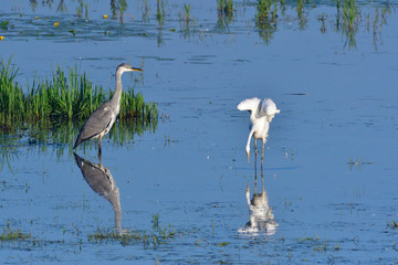 Silberreiher und Graureiher beim Fischfang	