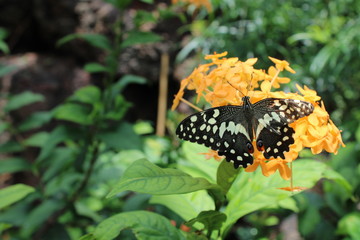 butterfly on yellow flower in the garden