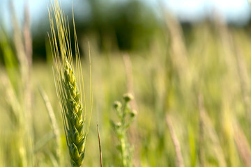 Close up of green wheat on a warm soft spring sun. Wheat plant detail in Agricultural field