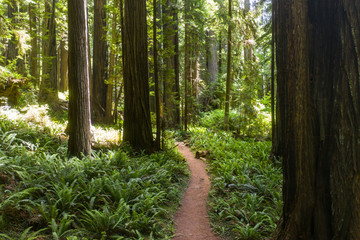 Native Redwood trees, Sequoia sempervirens, grow along the coastal region of Northern California and up into Oregon. These massive trees are an endangered species.