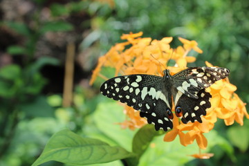 butterfly on yellow flower in the garden