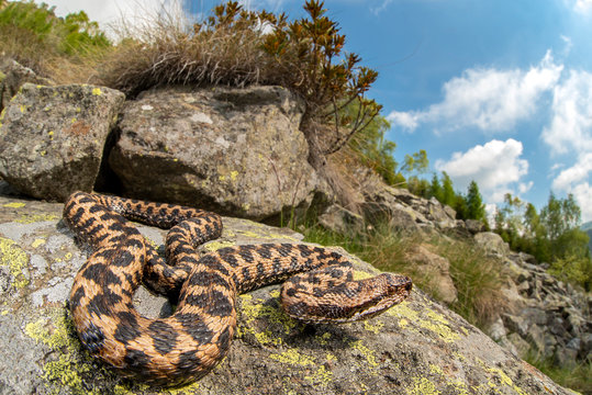 Vipera aspis