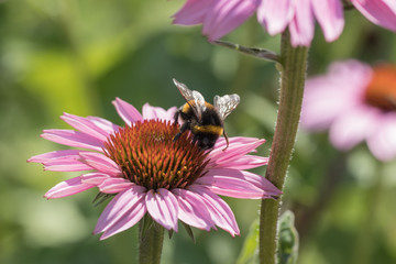 Hummel bei der Bestäubung