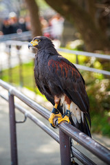 chained hawk for show in city