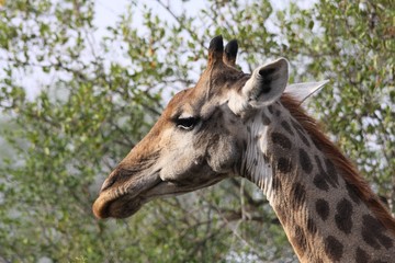 portrait d'une girafe