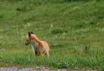 Little fox cub hiding in the green grass. little fox