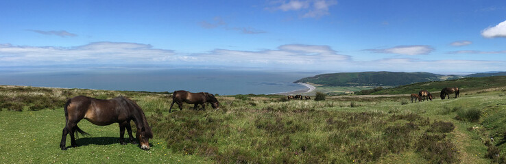 Exmoor Ponies in Somerset Landscape