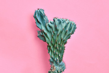 Fashion Blue Cactus Coral colored pastel background. Trendy tropical plant close-up. Art Concept....