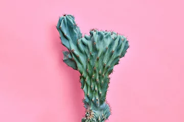 Foto auf Acrylglas Fashion Blue Cactus Coral farbigen Pastellhintergrund. Trendige tropische Pflanzennahaufnahme. Kunst-Konzept. Kreativer Stil. Modischer Süßkorallenkaktus Mood © evgenij918