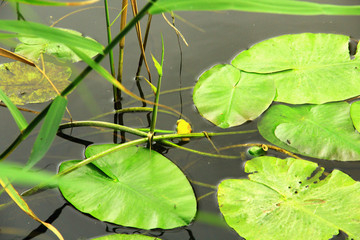 In the gray-muddy water lie the leaves of a lily with a yellow flower