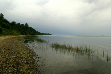 Небольшая трава в воде на берегу Балтийского моря