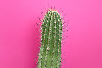 Cactus Green colored on Purple background. Fashion, minimalism. Contemporary Art gallery Style. Creative concept. Trendy tropical fashionable plant, pastel color. Surrealism