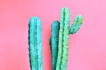 Wall murals Cactus Fashion Blue colored Cactus on pastel pink background. Trendy tropical cacti plant close-up. Art Concept. Creative fashionable Style. Sweet summer mood