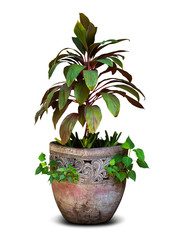 Houseplant in earthenware pot for garden decoration isolated on white background with clipping path