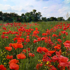 Obraz premium field of poppies