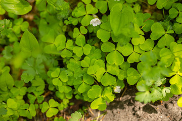 Green grass texture for spring spring