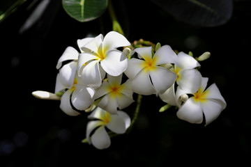 White plumeria on the plumeria tree, Beautiful flower background