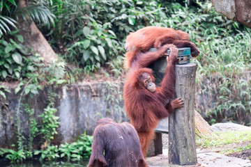 Bornean orangutan while climbing and playing
