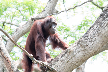 Bornean orangutan while swinging on vines in a zoo