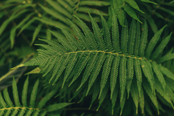 Green thin palm leaves plant growing in the wild, tropical forest plants, evergreen vines abstract color