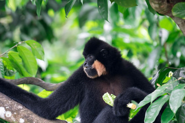 Black spider monkey Ateles chamek while eating vegetable on a tree