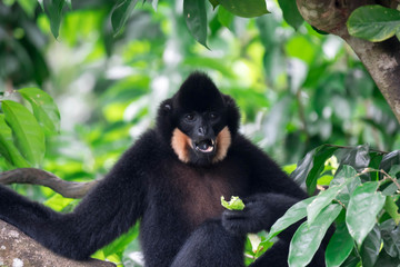 Black spider monkey Ateles chamek while eating vegetable on a tree